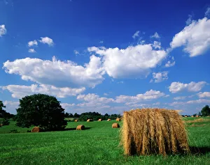 Straw Prints: USA, Kentucky, Lexington, View of hay bales in field