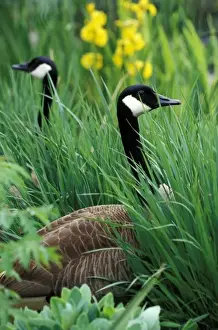Louisville Prints: USA, Kentucky, Louisville. Canada Geese in tall grass (Branta canadensis)