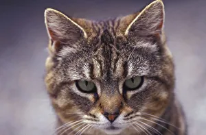 Images Dated 16th March 2004: USA, Kentucky, Louisville, Close-up of cat
