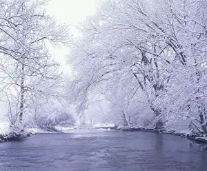 Louisville Prints: USA, Kentucky, Louisville. Snow covered branches overhanging Beargrass Creek