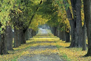 Louisville Prints: USA, Kentucky, Louisville. Tree-lined road in autumn