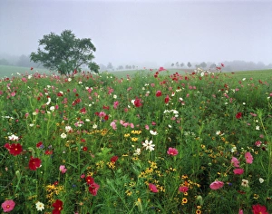Weather Prints: USA, Kentucky, Union, Field Of cosmos flower