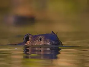 USA, Kirkland, Washington. Beaver swimming in slough near Yarrow Bay, Lake Washington