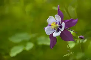 Images Dated 16th May 2010: USA, Kirkland, Washington. Rocky Mountain Columbine in backyard garden
