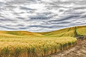 Images Dated 27th June 2019: USA, Lacrosse, Washington State. Scenic field
