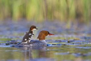 USA, Lake Sammamish, Washington. Female Common Merganser with chick on back flapping