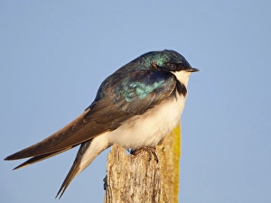 Images Dated 3rd June 2009: USA, Lake Sammamish, Washington. Male Tree Swallow perches near nest boxes on Lake