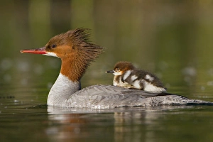 Back Prints: USA, Lake Sammamish, Washington. Female Common Merganser with chick on back