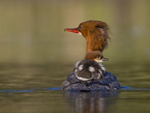 Images Dated 13th May 2010: USA, Lake Sammamish, Washington. Female Common Merganser with chick on back