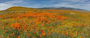 Goldfield Prints: USA. Lancaster, California. Panoramic Landscape of California poppies