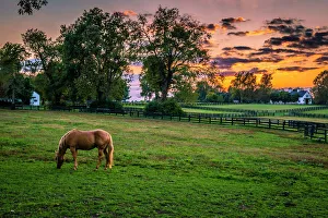 Rolling Prints: USA, Lexington, Kentucky. Lone horse at sunset, Darby Dan Farm