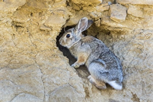Climbing Prints: USA, Lincoln County, a cottontail rabbit climbs into its hole in a cliff in