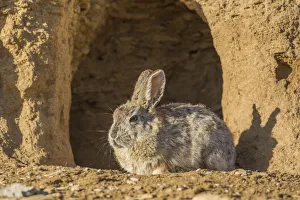 Lincoln County Prints: USA, Lincoln County, Wyoming. Cottontail Rabbit sits in front of its den creating