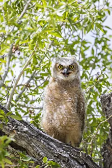 Fledgling Prints: USA, Lincoln County, Wyoming. Recently branched Great Horned Owl chick sits on a cottonwood branch