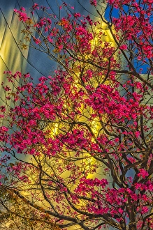 Concert Hall Prints: USA, Los Angeles, CA. The Disney Center in spring