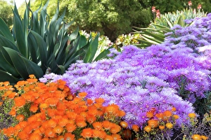 Images Dated 12th April 2024: USA, Los Angeles, California. Brilliant color blooming succulents