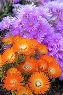 Trish Drury Prints: USA, Los Angeles, California. Brilliant color blooming succulents