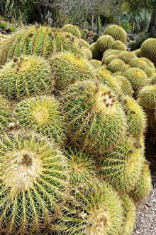 Prickly Prints: USA, Los Angeles, California. Dense display of variety of cacti