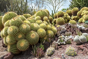Prickly Prints: USA, Los Angeles, California. Dense display of variety of cacti