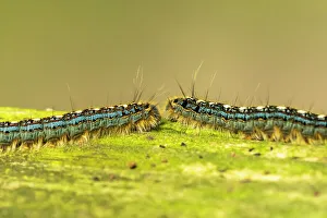 Worm Prints: USA, Louisiana, Acadiana Park Nature Station. Close-up of tent worms