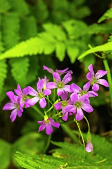 Images Dated 20th March 2023: USA, Louisiana, Acadiana Park Nature Station. Close-up of pink wildflowers