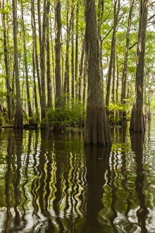USA, Louisiana, Atchafalaya Basin. Cypress trees reflect in swamp