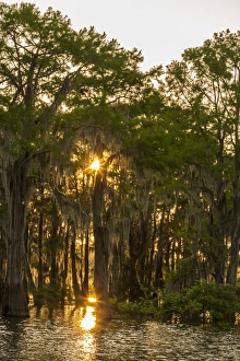 USA, Louisiana, Atchafalaya Basin. Cypress trees reflect in swamp