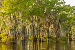 Louisiana Prints: USA, Louisiana, Atchafalaya Basin. Cypress trees reflect in swamp