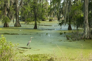Moss Prints: USA, Louisiana, Atchafalaya Basin, Lake Martin. Great blue heron in lake swamp. Credit as