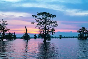 Images Dated 20th March 2023: USA, Louisiana, Atchafalaya Basin, Atchafalaya Swamp, bald cypress and sunrise