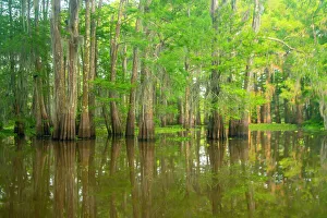 Images Dated 20th March 2023: USA, Louisiana, Atchafalaya Basin, Atchafalaya Swamp. Cypress trees reflect in swamp