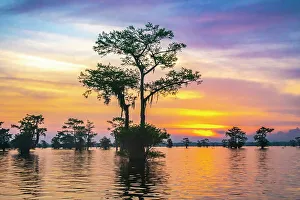 Images Dated 20th March 2023: USA, Louisiana, Atchafalaya Basin, Atchafalaya Swamp. Cypress trees reflect on at sunrise