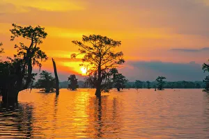 Images Dated 20th March 2023: USA, Louisiana, Atchafalaya Basin, Atchafalaya Swamp. Cypress trees reflect on at sunrise