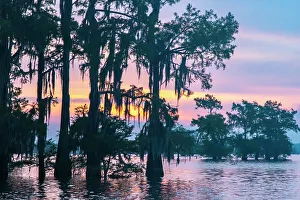 Images Dated 20th March 2023: USA, Louisiana, Atchafalaya Basin, Atchafalaya Swamp. Cypress trees reflect on at sunrise