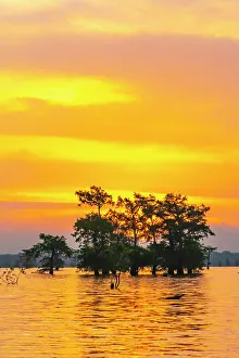 Images Dated 20th March 2023: USA, Louisiana, Atchafalaya Basin, Atchafalaya Swamp. Cypress trees reflect on at sunrise