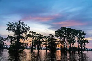 Images Dated 20th March 2023: USA, Louisiana, Atchafalaya Basin, Atchafalaya Swamp. Cypress trees reflect on at sunrise