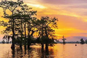 Images Dated 20th March 2023: USA, Louisiana, Atchafalaya Basin, Atchafalaya Swamp. Cypress trees reflect on at sunrise