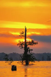 Images Dated 20th March 2023: USA, Louisiana, Atchafalaya Basin, Atchafalaya Swamp. Cypress trees reflect on at sunrise