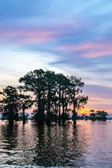 Images Dated 20th March 2023: USA, Louisiana, Atchafalaya Basin, Atchafalaya Swamp. Cypress trees reflect on at sunrise