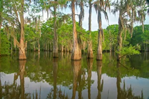 Images Dated 20th March 2023: USA, Louisiana, Atchafalaya Basin, Atchafalaya Swamp. Cypress trees reflect in swamp