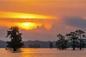 Images Dated 20th March 2023: USA, Louisiana, Atchafalaya Basin, Atchafalaya Swamp. Cypress trees reflect on at sunrise