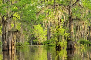 Images Dated 20th March 2023: USA, Louisiana, Atchafalaya Basin, Atchafalaya Swamp. Cypress trees reflect in swamp