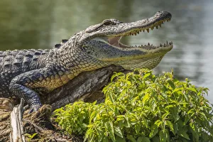 Images Dated 9th May 2017: USA, Louisiana, Atchafalaya National Heritage Area. Alligator sunning on log. Credit as
