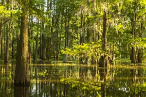Tupelo Prints: USA, Louisiana, Atchafalaya National Heritage Area. Tupelo trees in swamp. Credit as
