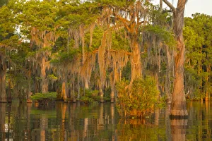 Lake Martin Prints: USA, Louisiana, Atchafalaya National Wildlife Refuge. Sunrise on swamp. Credit as