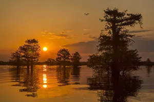 Images Dated 8th May 2018: USA, Louisiana, Atchafalaya National Wildlife Refuge. Sunrise on swamp. Credit as