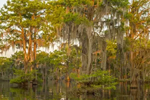 USA, Louisiana, Atchafalaya National Wildlife Refuge. Sunrise on swamp. Credit as