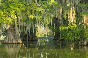 USA, Louisiana, Atchafalaya National Wildlife Refuge. Sunrise on swamp. Credit as