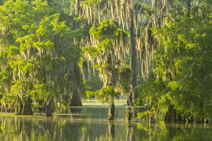 Images Dated 10th May 2018: USA, Louisiana, Atchafalaya National Wildlife Refuge. Sunrise on swamp. Credit as