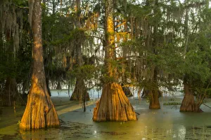 Images Dated 10th May 2018: USA, Louisiana, Atchafalaya National Wildlife Refuge. Sunrise on swamp. Credit as